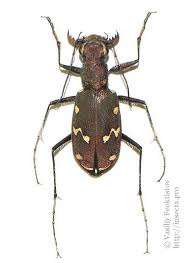 Attēlu rezultāti vaicājumam “Cicindela maritima”