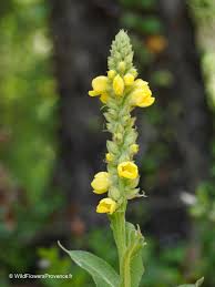 Attēlu rezultāti vaicājumam “Verbascum thapsus flower”