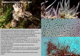 Attēlu rezultāti vaicājumam “Tilachlidium brachiatum”