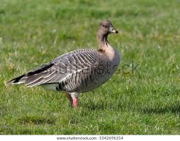 Attēlu rezultāti vaicājumam “Anser brachyrhynchus adult”