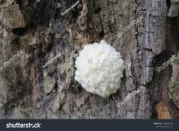 Attēlu rezultāti vaicājumam “Reticularia lycoperdon”