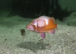 Image result for Chrysoblephus laticeps
