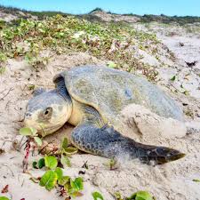 Image result for Lepidochelys kempii