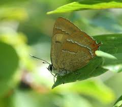 Attēlu rezultāti vaicājumam “Thecla betulae male”