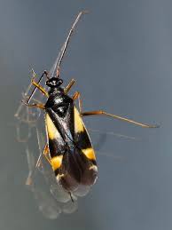 Attēlu rezultāti vaicājumam “Dryophilocoris flavoquadrimaculatus imago”