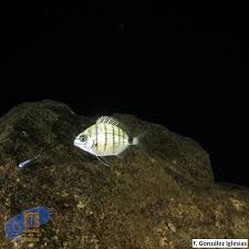 Image result for Diplodus cadenati