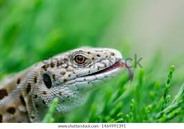 Attēlu rezultāti vaicājumam “Lacerta agilis female”