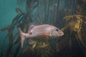 Image result for Cymatoceps nasutus