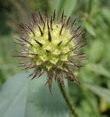 Image result for Dipsacus pilosus