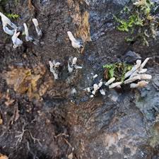 Attēlu rezultāti vaicājumam “Phleogena faginea sessile”