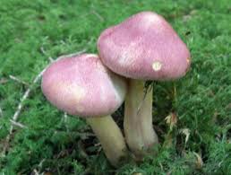 Attēlu rezultāti vaicājumam “Tricholomopsis rutilans”