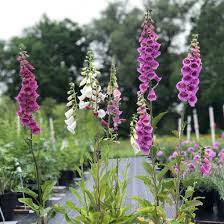 Attēlu rezultāti vaicājumam “Digitalis purpurea”