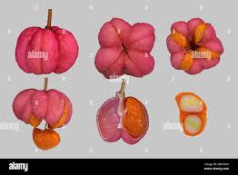 Attēlu rezultāti vaicājumam “Trollius europaeus fruit”