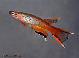 Attēlu rezultāti vaicājumam “Lophozia ascendens”