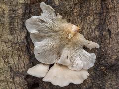 Attēlu rezultāti vaicājumam “Phleogena faginea sessile”