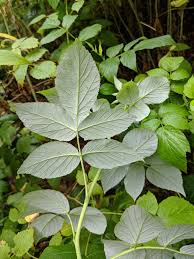 Attēlu rezultāti vaicājumam “Rubus idaeus leaf”