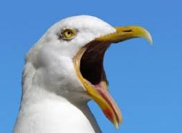 Image result for geeuw