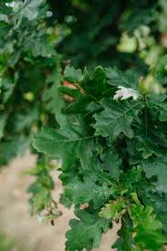 Attēlu rezultāti vaicājumam “Quercus robur leaf”