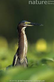 Image result for Butorides virescens