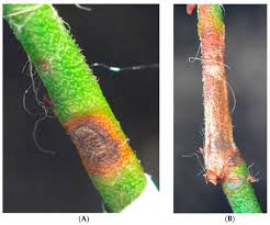 Attēlu rezultāti vaicājumam “Stemonitopsis aequalis var. microspora macro”
