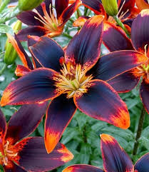 Image result for Lilie