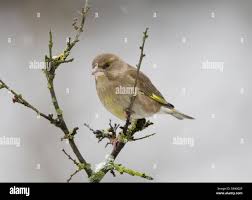 Attēlu rezultāti vaicājumam “Chloris chloris female”