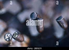 Attēlu rezultāti vaicājumam “Craterium minutum”