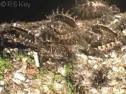 Attēlu rezultāti vaicājumam “Chilocorus renipustulatus”