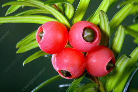 Attēlu rezultāti vaicājumam “Taxus baccata fruit”