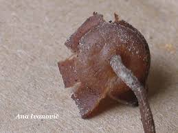 Attēlu rezultāti vaicājumam “Dumontinia tuberosa”