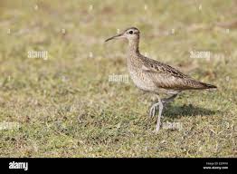 Image result for Numenius minutus