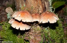 Attēlu rezultāti vaicājumam “Hypholoma sp.”