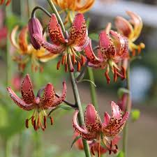 Attēlu rezultāti vaicājumam “Lilium martagon leaf”