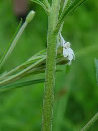 Attēlu rezultāti vaicājumam “Epilobium palustre”