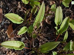 Attēlu rezultāti vaicājumam “Bistorta major leaf”