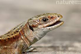 Attēlu rezultāti vaicājumam “Lacerta vivipara”