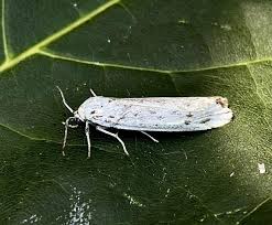 Attēlu rezultāti vaicājumam “Coscinia cribraria”