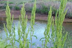 Attēlu rezultāti vaicājumam “Rumex crispus leaf”