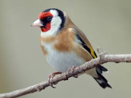 Attēlu rezultāti vaicājumam “Carduelis carduelis adult”
