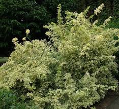 Attēlu rezultāti vaicājumam “Eleutherococcus sessiliflorus”