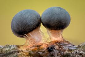 Attēlu rezultāti vaicājumam “Diderma montanum”