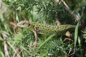 Attēlu rezultāti vaicājumam “Lacerta agilis female”