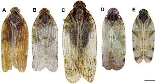 Attēlu rezultāti vaicājumam “Cixius sp.”