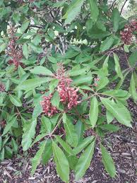 Attēlu rezultāti vaicājumam “Aesculus x hybrida flower”