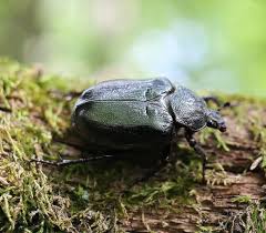 Attēlu rezultāti vaicājumam “Osmoderma barnabita imago”