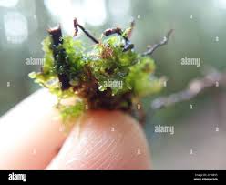 Attēlu rezultāti vaicājumam “Riccardia multifida”