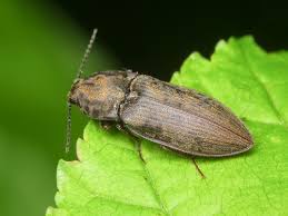 Attēlu rezultāti vaicājumam “Prosternon tessellatum”