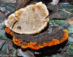 Attēlu rezultāti vaicājumam “Gloeophyllum abietinum”