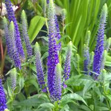 Attēlu rezultāti vaicājumam “Veronica austriaca subsp. teucrium leaf”