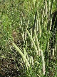 Attēlu rezultāti vaicājumam “Phleum pratense”